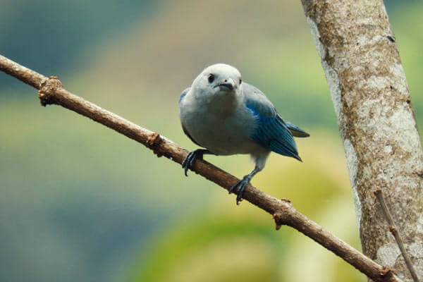 Junglevogels - biodiversiteit in Colombia