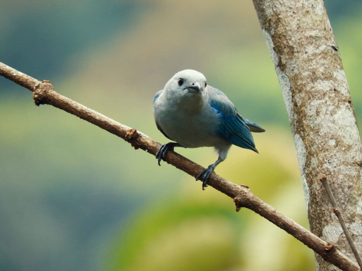 Bird on a stick